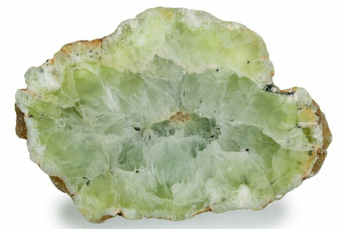 Wide Polished Prehnite Section - Australia #353730